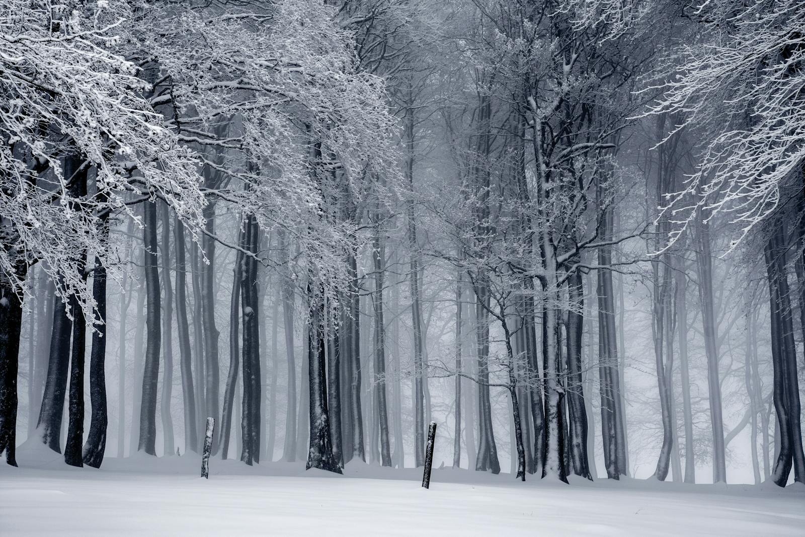 Snow-covered New England forest in winter, evoking the seasonal driving conditions Derry, NH vehicles face every year
